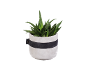 Pianta in vaso in un vaso bianco con fascia nera.