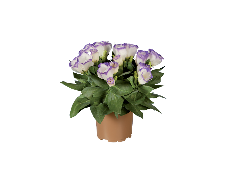 Pianta in vaso con fiori bianchi e bordi viola