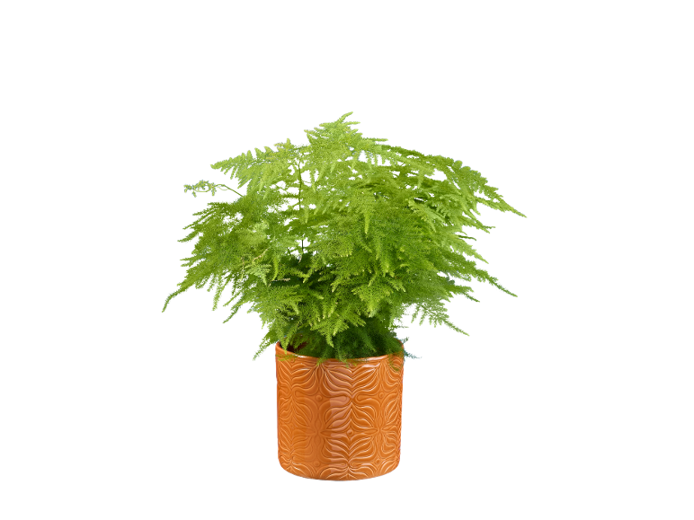 Pianta di asparago felce verde in un vaso di ceramica arancione con motivo in rilievo.