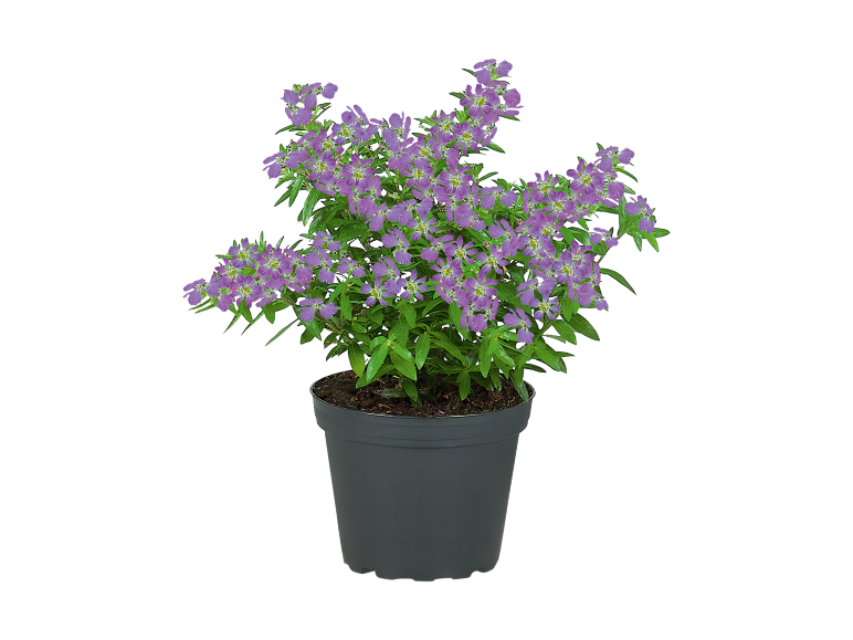 Pianta fiorita viola in un vaso grigio