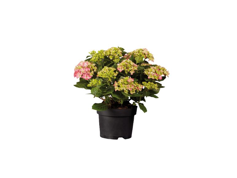 Ortensia in vaso con fiori rosa e verdi