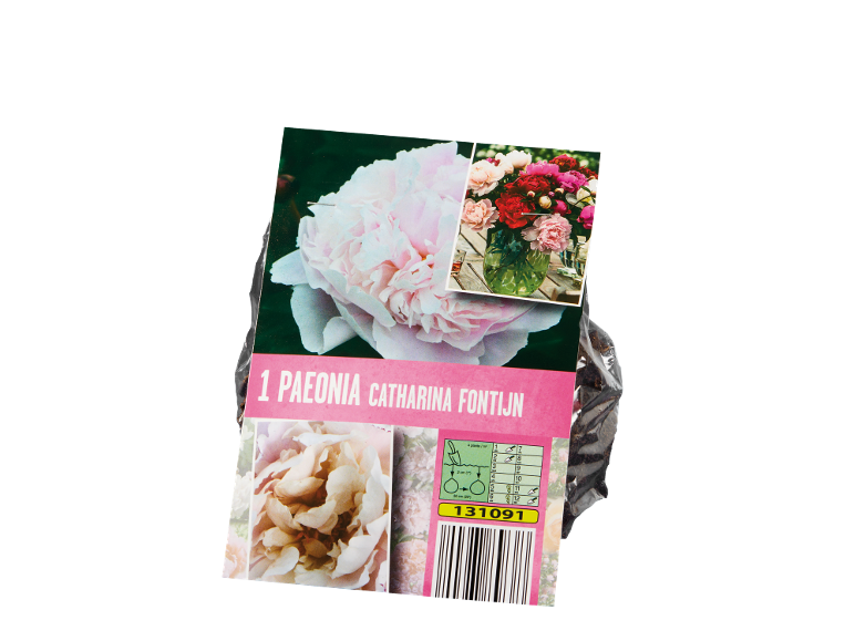 Confezione della pianta di peonia Catharina Fontijn con istruzioni di piantagione e codice a barre.