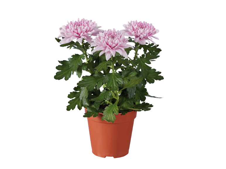 Crisantemi rosa in un vaso di terracotta su sfondo nero.