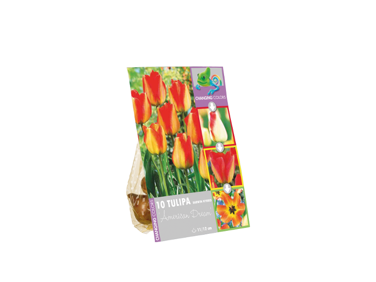 Confezione di bulbi di tulipano 'American Dream' con fiori rossi e arancioni che cambiano colore.