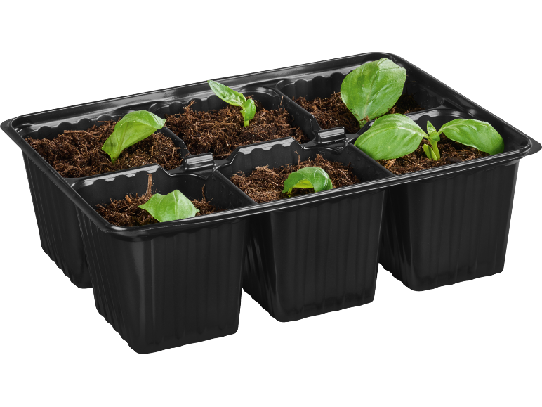 Vassoio nero per semina con sei scomparti, riempito di terra e giovani piante di basilico.