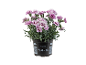 Pianta di garofano Dianthus in vaso nero con fiori rosa e bianchi.
