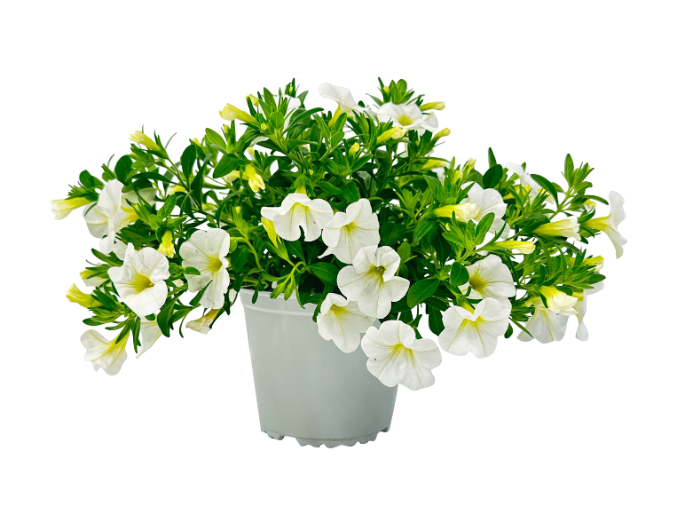 Pianta in vaso con fiori bianchi e foglie verdi.