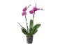 Orchidea fucsia in vaso trasparente con foglie verdi e boccioli.