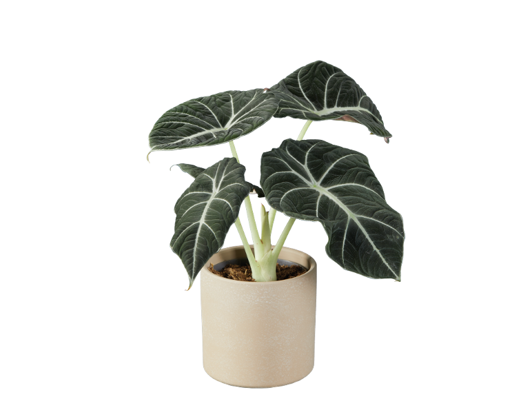 Pianta da interno con foglie verde scuro e venature bianche in un vaso di ceramica beige.