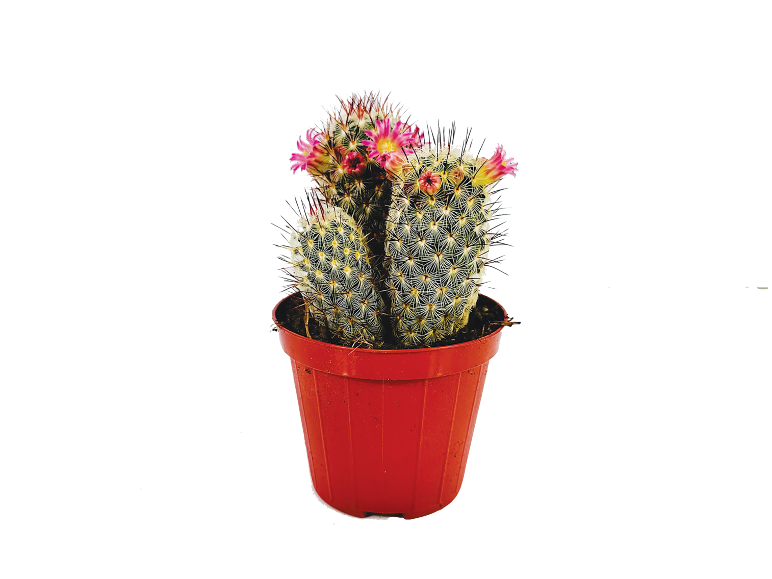 Cactus fiorito con fiori rosa in un vaso rosso.