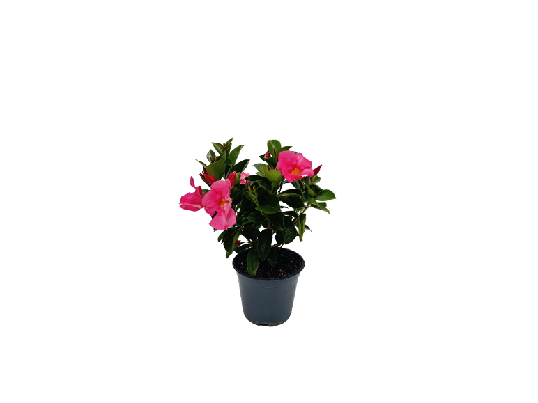 Pianta con fiori rosa in vaso nero.