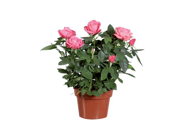 Rosa in vaso con fiori rosa su sfondo nero.