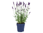 Pianta di lavanda in vaso blu con fiori viola su sfondo nero.