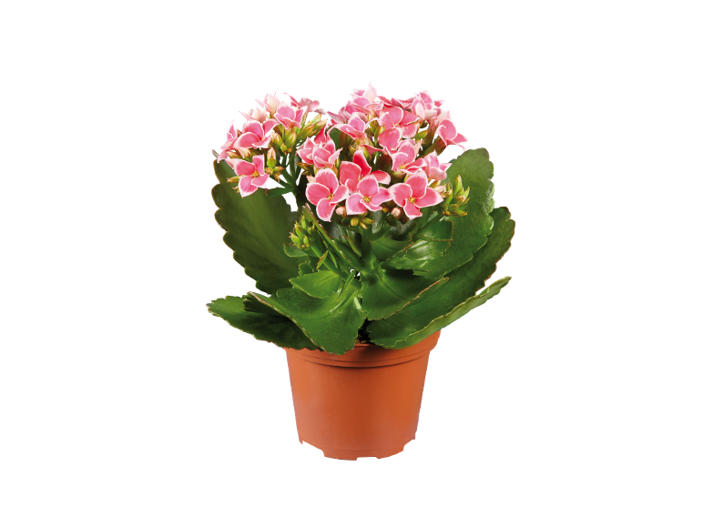Pianta di kalanchoe con fiori rosa in vaso marrone.