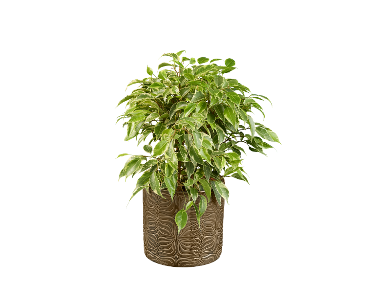 Ficus variegato in un vaso marrone testurizzato, su sfondo nero.