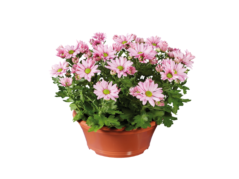 Margherite rosa in vaso di plastica marrone su sfondo nero.