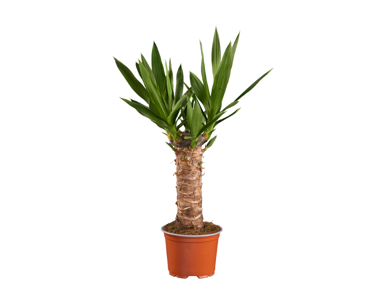 Pianta di yucca in vaso con foglie verdi e un tronco marrone spesso.