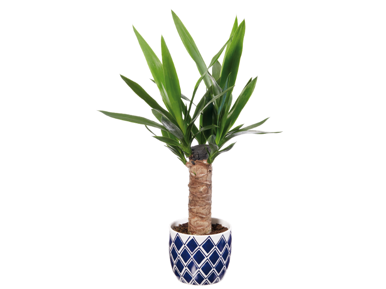 Pianta di yucca in vaso con motivo geometrico blu e bianco.