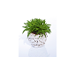 Pianta verde in vaso di vimini bianco su sfondo bianco.