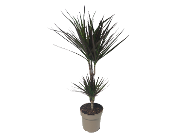 Dracaena Mix