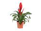 Pianta di bromelia rossa in vaso di terracotta.