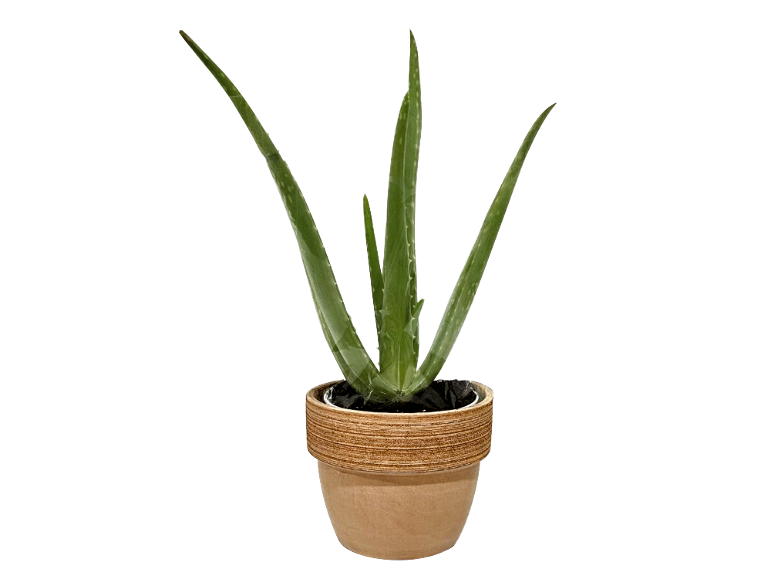 Aloe vera  in offerta da Lidl
