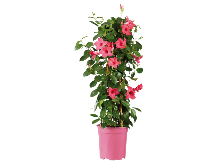 Pianta rampicante con fiori rosa in vaso rosa.