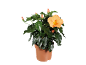 Ibisco arancione in vaso con fiori e boccioli su sfondo nero.