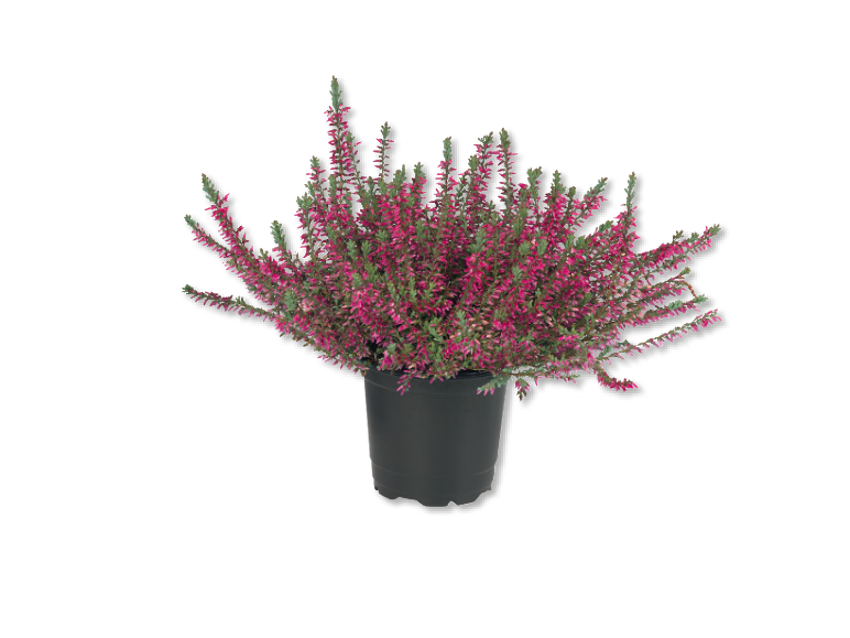 Pianta di erica in vaso con fiori rosa