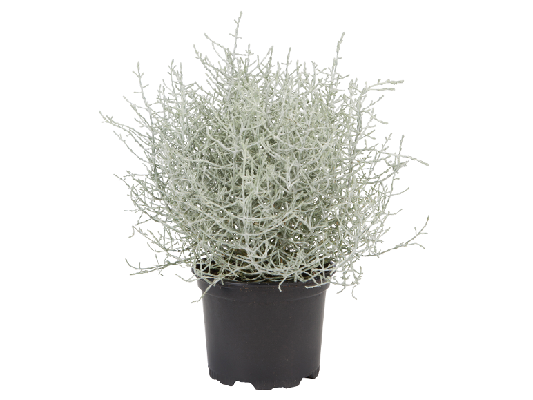 Arbusto grigio in vaso nero