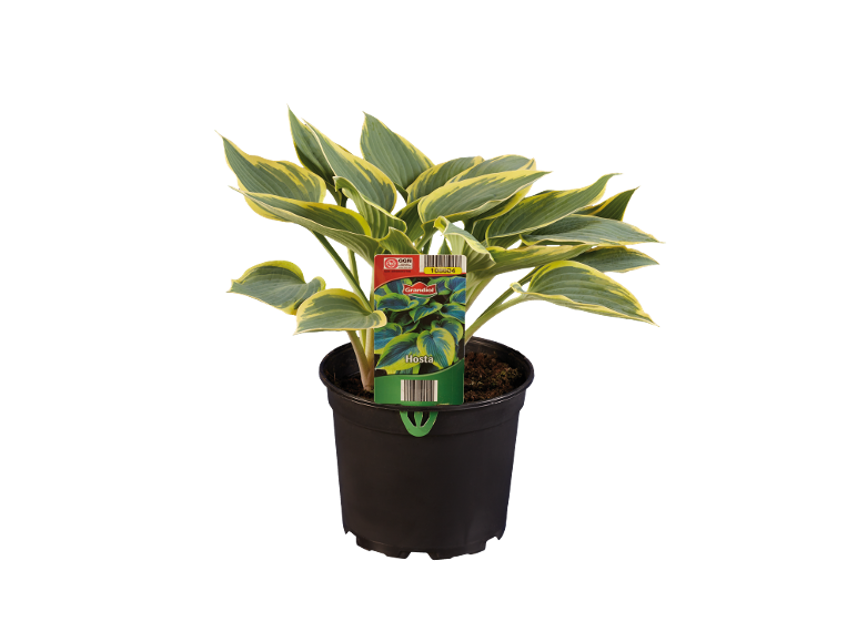 Pianta Hosta in vaso nero con foglie verdi e gialle, con etichetta del prodotto.