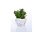 Pianta succulenta in vaso di vimini bianco su sfondo bianco