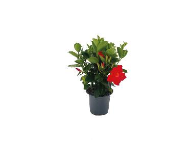 Dipladenia  in offerta da Lidl