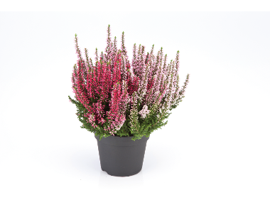 Calluna Vulgaris