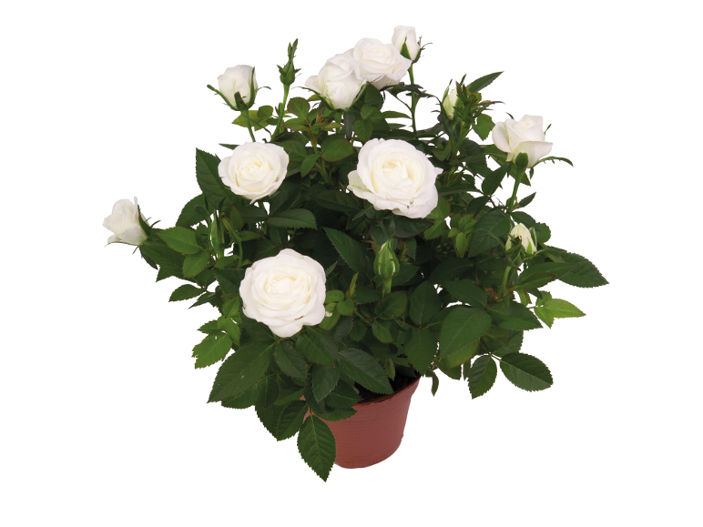 Rosa bianca in vaso di terracotta.