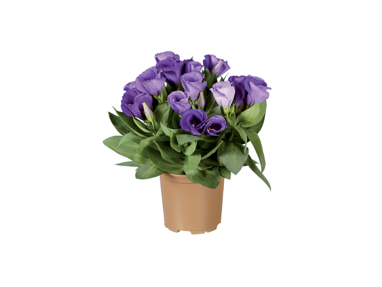 Pianta in vaso con fiori di lisianthus viola e foglie verdi.