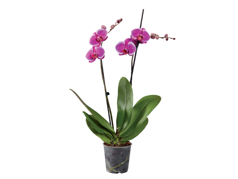 Orchidea fucsia in vaso trasparente con foglie verdi e boccioli.