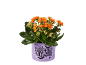Pianta di kalanchoe arancione in vaso viola con decorazioni di Halloween
