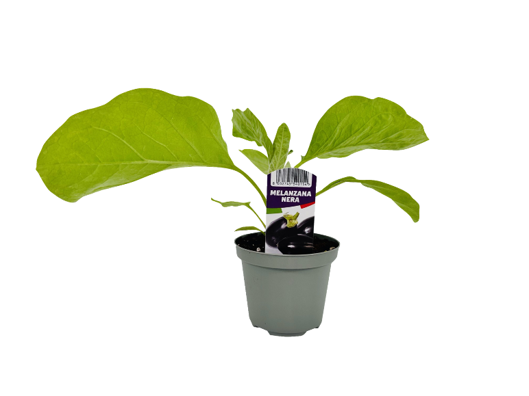 Piantina di melanzana in vaso con etichetta 'MELANZANA NERA' e immagine di melanzane.