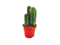 Cactus verde in vaso rosso