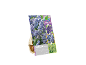 Confezione da 20 bulbi di Muscari 'Fantasy Creation' con colori cangianti, 8/9 cm.
