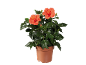 Ibisco arancione in vaso di terracotta con foglie verde scuro.