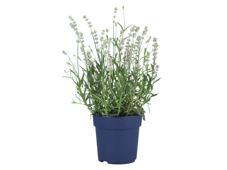 Pianta di lavanda bianca in vaso blu