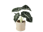 Pianta da interno con foglie verde scuro e venature bianche in un vaso di ceramica beige.