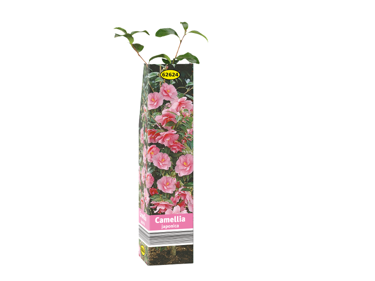 Pianta di Camellia japonica con fiori rosa in confezione con immagine del fiore.