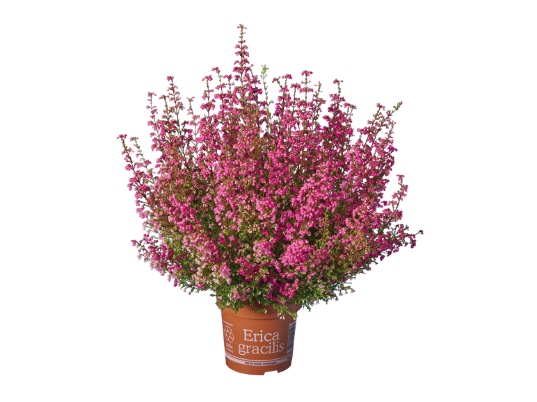 Pianta di Erica gracilis in vaso con fiori rosa, su sfondo nero.