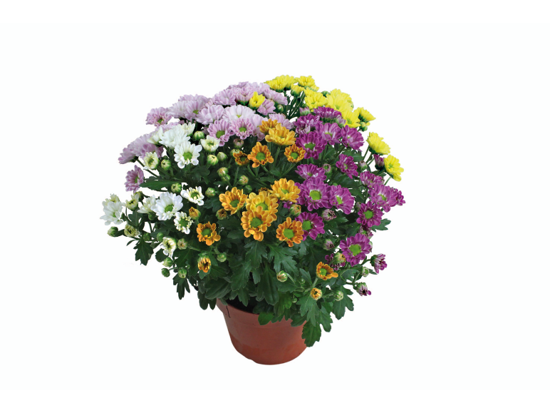 Crisantemi multicolori in vaso, con fiori bianchi, viola, gialli e arancioni.