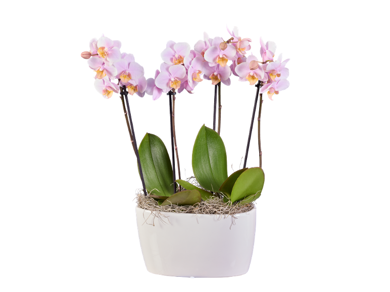 Orchidee rosa in vaso bianco con foglie verdi e muschio.