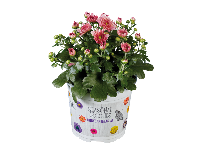 Crisantemo rosa in vaso bianco con decorazioni floreali e di farfalle.