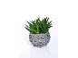 Pianta di aloe vera in vaso di legno intrecciato su sfondo bianco.